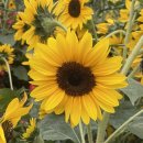 학사루3길 이미지