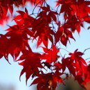 🐍 오늘의 탄생화 10월 25일(단풍나무) 이미지