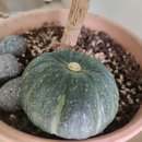 현내민박 이미지