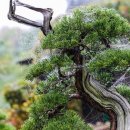 향나무로 이미지