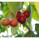 천해농장 이미지