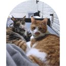 내방안 고양이 | 이사 후 집사가 방을 나가면 왜 한 마리만 따라올까? 고양이 행동으로 보는 이유