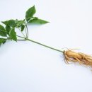 인삼 - 동대문구 고산자로36길 3 | 인삼
