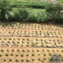 경기도 양평군 옥천초등학교 이미지