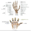 오른쪽 집게손가락의 외상성 경지골 절단된 경우 산재보험의 장해 등급은? 이미지