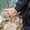 대야도항 | 충남 안면도 대야도항 쭈꾸미 배낚시 잭팟호 내돈내산 추천후기