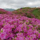 시즌특집 철쭉 명산 남부 10선] ⑥남원 바래봉 이미지