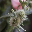 벤자민&데이지 이미지