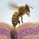 @Macro3D 구독 NEVER Pull a Tick Like This ❌🕷️ 벌침을 절대 꼬집지 마세요! 🐝 그 이유를 알려드립 이미지