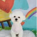 포미펫샵 이미지