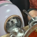 산천펜션민박 | 가평 애견동반 가능한 닭도리탕 맛집 추천 산천가든 유원지