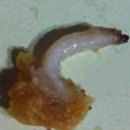 큰통치킨 네이버블로그