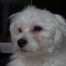 면목2동-011 이미지