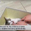 이상목장 이미지