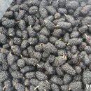 미선농장 이미지