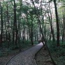 붉은 오름 자연휴양림 가이드(숙박시설, 주변명소, 산책코스)