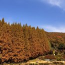 [반려학습] 나를 지키는 호신술 | 서울 근교 가을 단풍 명소 – 용인 한국외국어대 명수당 풍경