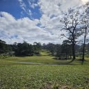 파인골프 | 겨울 필리핀 클락 바기오 골프여행 파인우드CC 파인우즈 후기