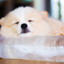 하이동물병원 이미지