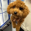 몽끄베르 이미지