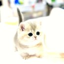 아이똑똑동탄 | 동탄고양이분양 세상 행복 냥이 친구 만나러 간 후기