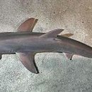 - 보닛헤드상어 Shark, Bonnethead 이미지