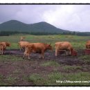 신영목장 이미지