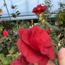 춘이농장 이미지