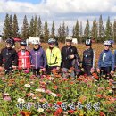 계양 아라온 국화축제 이미지