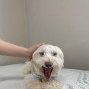 매실 임보일기 5｜빵야 배우기, 새로운 노즈워크, 먹고,자고,산책가는 🐶일상 이미지