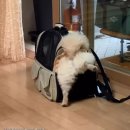 몽실몽실 이미지