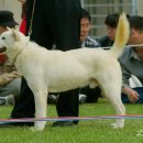 애견전람회 이미지