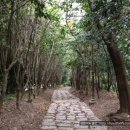 [한국의 아름다운 숲 31] 전남 순천 죽도봉 숲 이미지