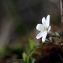 서림장 이미지