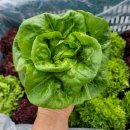 솔마1로 이미지