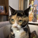 만 마리의 호랑이 | 해체분석 완료😎 요즘 뜨고 있다는 성북동 가볼만한곳, 이색 장소 탐방!(고양이 책방, 케데헌 호랑이...)