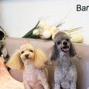 애견미용실 바비펫 이미지