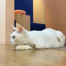 CATS TIME CAFE 이미지