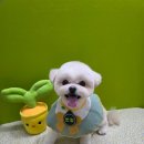 깐돌이네 애견샵 네이버블로그