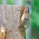 동시야 나와 놀자 이미지