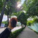계산동 메타세콰이어 네이버블로그