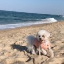 사천견생 이미지