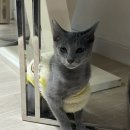 장수동물의료원 이미지