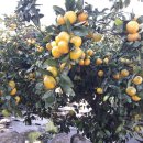 도순농장 이미지