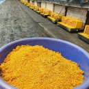 수정벌마야 이미지