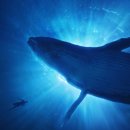 고래스크린 이미지