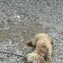 댕댕식당 이미지