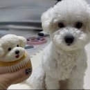 댕콤달콤 이미지