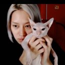 유튜브 라이브에서 설리의 고양이를 공개한 김희철.jpg 이미지