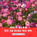 영산강둔치체육공원 | 근교 코스모스 명소 2곳을 소개합니다. 무안 식영정과 나주 영산강둔치체육공원 들섬 가을 코스모스 꽃구경